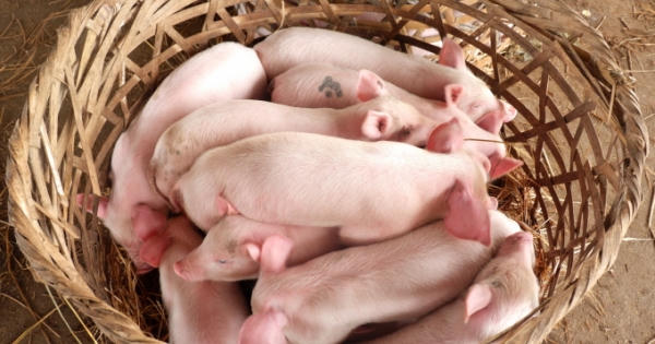 Ông Trần Bá Dương chính thức đầu tư nuôi heo giống