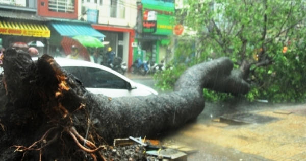TP HCM: Giải cứu nam thanh niên nằm bất động dưới thân cây cổ thụ
