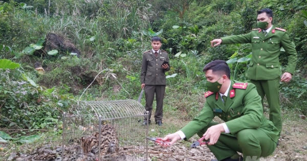 Tuyên Quang: Thả cá thể mèo rừng về với tự nhiên
