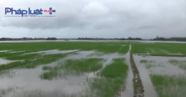 Bình Định: Hàng trăm ha lúa Đông Xuân bị ngập do mưa lớn