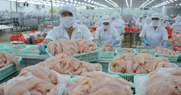 Cá tra Việt Nam bị áp thuế cao kỷ lục tại Mỹ