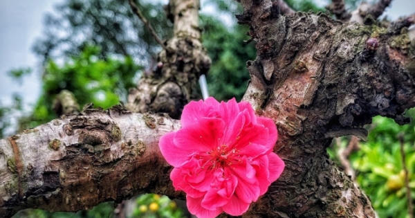 Giống đào quý hiếm của làng hoa Nhật Tân