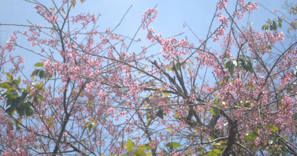Hoa mai anh đào Đà Lạt khoe sắc những ngày đầu năm mới Hoa mai anh đào Đà Lạt khoe sắc những ngày đầu năm mới