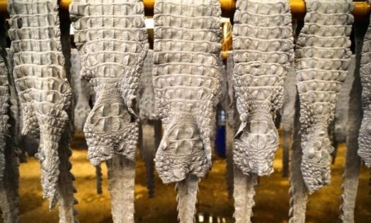 Thâm nhập thị trường da cá sấu giả