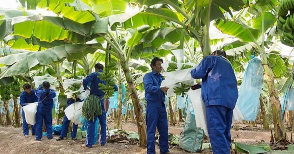 Liên tục thua lỗ, cổ phiếu của HAGL Agrico bị đưa vào diện kiểm soát