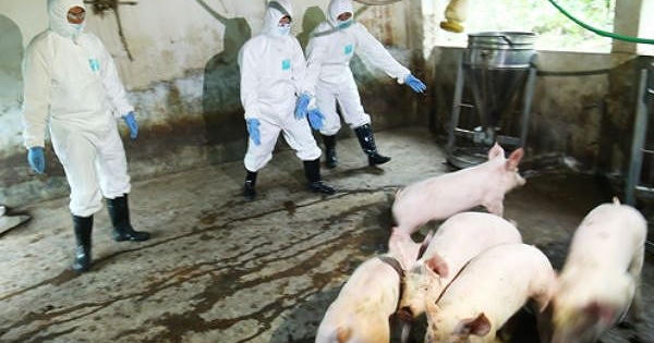 Bao lâu nữa mới có vaccine chống dịch tả lợn châu Phi? Bao lâu nữa mới có vaccine chống dịch tả lợn châu Phi?