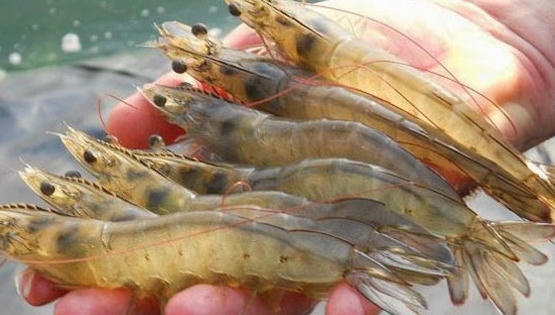 Nghệ An: Dịch bệnh lan rộng, tôm nuôi chết hàng loạt