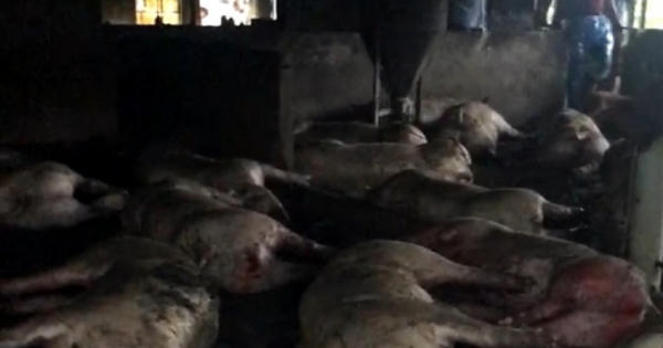 Thái Bình: Sét đánh vào trang trại lợn khiến gần 300 con lợn bị chết