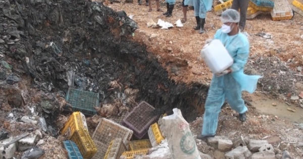 Chặn hơn 1 tấn gà lậu chết thối trên đường tiêu thụ Chặn hơn 1 tấn gà lậu chết thối trên đường tiêu thụ