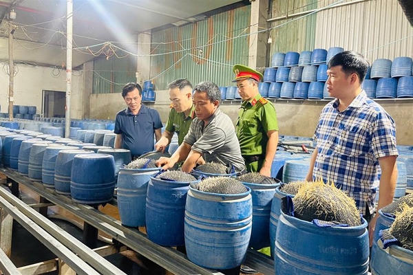 Tiêu hủy hơn 3 tấn giá đỗ ngâm hóa chất độc hại