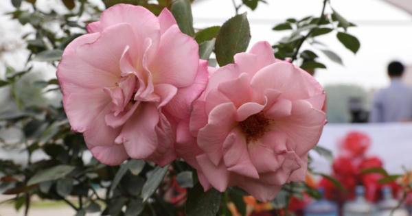 [Chùm ảnh]: Ấn tượng Lễ hội hoa hồng Bulgaria 2017