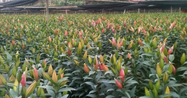 Hà Nội: Dân khốn đốn vì hoa Ly nở quá sớm Hà Nội: Dân khốn đốn vì hoa Ly nở quá sớm