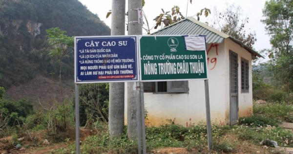 Sơn La: Công nhân công ty cao su ồ ạt nghỉ việc, người dân mong muốn điều gì? Sơn La: Công nhân công ty cao su ồ ạt nghỉ việc, người dân mong muốn điều gì?