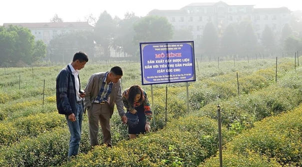 Dược Ngọc Linh tham gia mô hình sản xuất cây dược liệu Cúc chi gắn với tiêu thụ sản phẩm Dược Ngọc Linh tham gia mô hình sản xuất cây dược liệu Cúc chi gắn với tiêu thụ sản phẩm