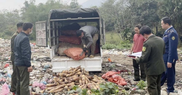 Lào Cai: Tiêu hủy hơn 1.000 kg măng vầu tươi không rõ nguồn gốc