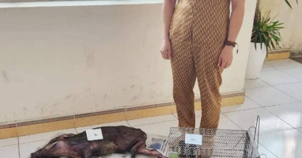 Hà Tĩnh: Phát hiện 1 phụ nữ vận chuyển gần 30 kg "hàng con" quý hiếm