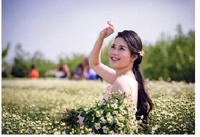 Cúc họa mi “tinh khôi” xuống phố…