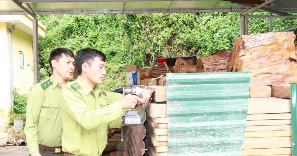 Hàng trăm m3 gỗ quý bị tịch thu ở Yên Bái chưa có hướng xử lý