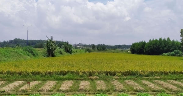 Chuyển mục đích sử dụng hơn 81 ha đất tại Long An