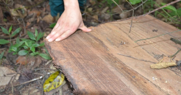 Tỉnh Hà Giang thực hiện nhiều biện pháp bảo vệ rừng mới sau bài điều tra của Pháp luật Plus