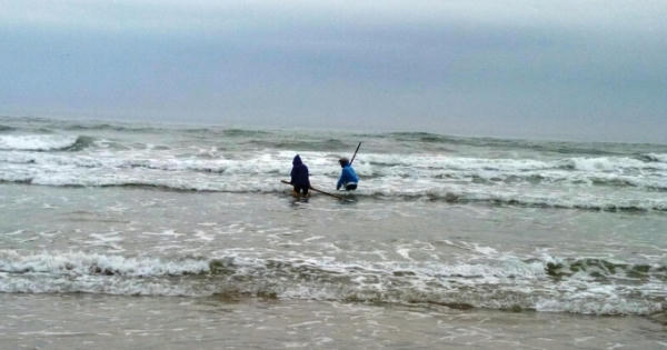 Quảng Nam: Mùa ốc gạo hứa hẹn những niềm vui