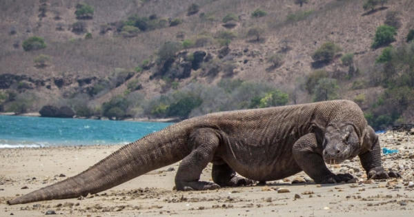 Chính phủ Indonesia hủy kế hoạch đóng cửa đảo rồng Komodo