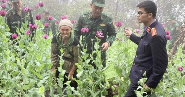 Cao Bằng: Khởi tố vụ án trồng hơn 600 cây thuốc phiện