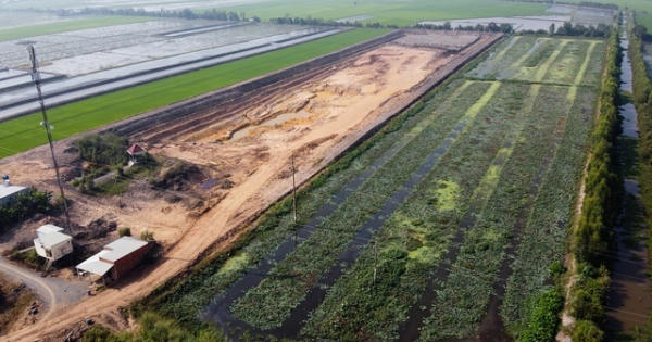 Ruộng lúa chết khô nghi do phèn từ hầm đất khai thác trái phép Ruộng lúa chết khô nghi do phèn từ hầm đất khai thác trái phép