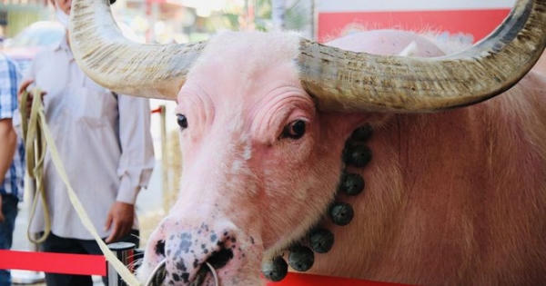 Chủ con trâu màu hồng khiến người Sài Gòn ngạc nhiên: Ba tôi mất, nó lạy quan tài