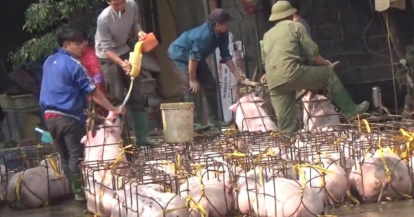 Kinh hoàng cảnh bơm "chất lạ" cho lợn trước khi đi tiêu thụ