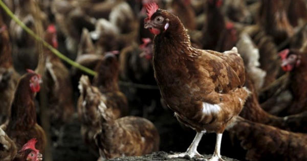 Thời sự 9h ngày 3/3/2017: Xuất hiện dịch cúm A/H5N1 tại Nam Định Thời sự 9h ngày 3/3/2017: Xuất hiện dịch cúm A/H5N1 tại Nam Định