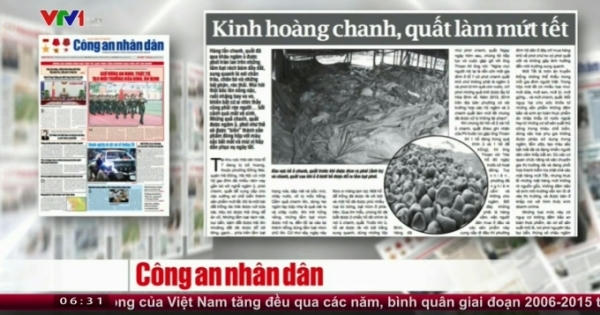 Kinh hoàng chanh, quất tẩm mứt Tết Kinh hoàng chanh, quất tẩm mứt Tết