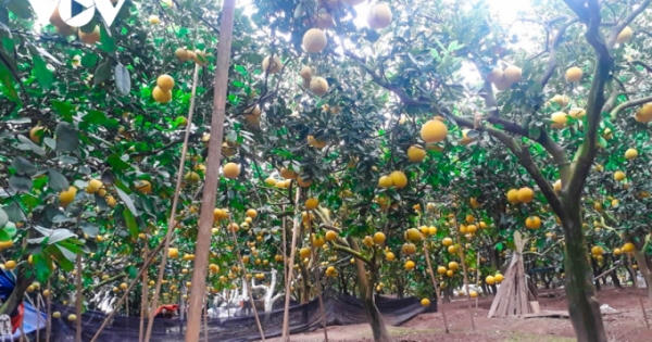 "Đột nhập" thủ phủ bưởi Diễn những ngày cận Tết