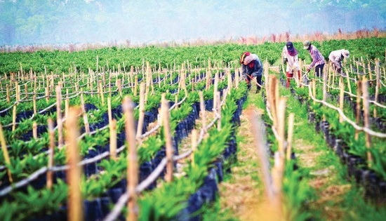 HAGL Agrico dự kiến sẽ lỗ năm thứ ba liên tiếp