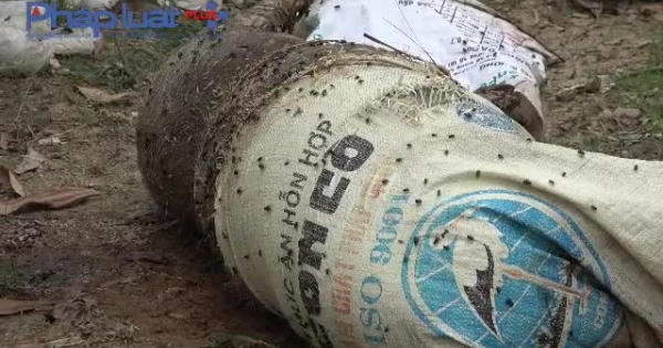 Phú Thọ: Xác lợn trương phềnh "tắm" sông Lô ngày đầu năm