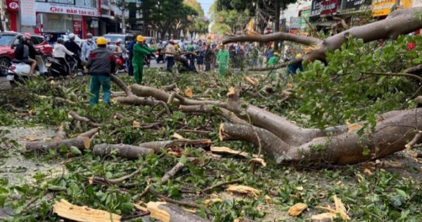 Đắk Lắk: Cây cổ thụ gãy đổ làm hư hại nhà dân tại TP Buôn Ma Thuột