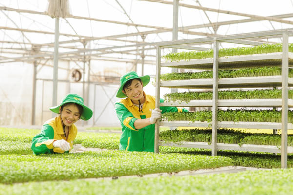Rau củ quả WinEco trong Top 10 sản phẩm, dịch vụ ấn tượng năm 2024 Rau củ quả WinEco trong Top 10 sản phẩm, dịch vụ ấn tượng năm 2024