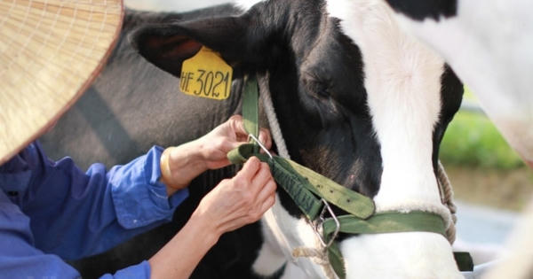 Bất ngờ xuất hiện thêm 2 cổ đông lớn tại GTNFoods Bất ngờ xuất hiện thêm 2 cổ đông lớn tại GTNFoods