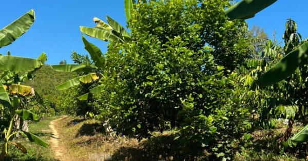 Các địa phương ở Đắk Nông cấp hàng chục ha đất cho ông Nguyễn Thanh Sơn trái quy định Các địa phương ở Đắk Nông cấp hàng chục ha đất cho ông Nguyễn Thanh Sơn trái quy định