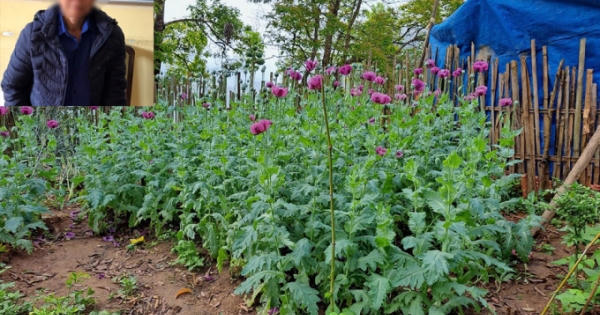 Trồng hàng trăm cây thuốc phiện để chích lấy nhựa