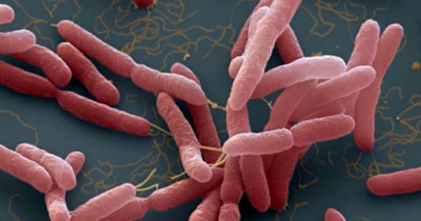 Phát hiện 3 ca mắc Whitmore tại Thanh Hóa, Đắk Lắk, Bộ Y tế ra công văn khẩn