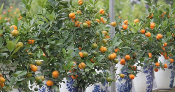 Ép quất cảnh Tết ra quả hình hồ lô, nông dân Hưng Yên không còn hàng để bán