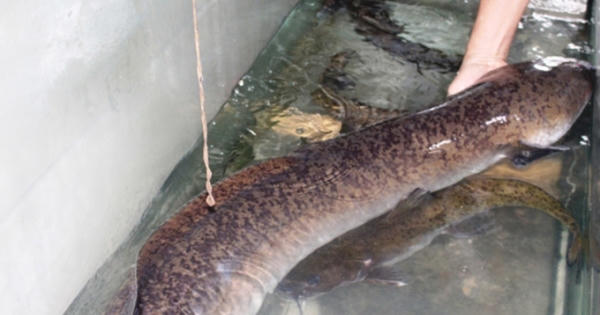 Bắt được cá lệch khủng dài hơn 1,6 m trên sông Lam, bán ngay được 15 triệu đồng