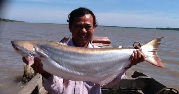 'Thủy quái' Vàm Nao cùng giai thoại cá sấu 5 chân thành tinh