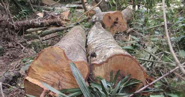 Quảng Trị: Lâm tặc tàn phá rừng - Những hình ảnh ngổn ngang tại hiện trường