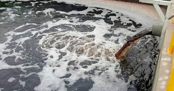Xử lý nghiêm, dứt điểm các cơ sở, tổ chức gây ô nhiễm môi trường