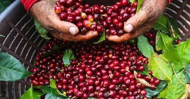 Giá cà phê nội địa tăng gần gấp đôi so với cùng kỳ