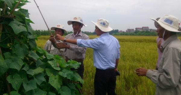 Nông dân “bắt tay”  với doanh nghiệp nước ngoài