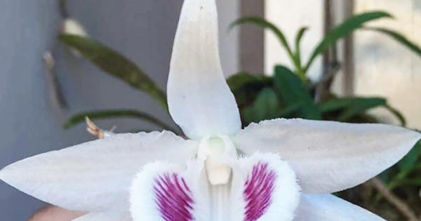 Giao dịch “khủng” về lan đột biến có tin được không?