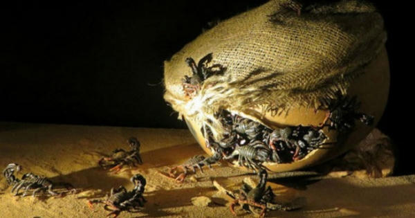 Pháp luật “ra tay” để duy trì đạo đức sinh học Pháp luật “ra tay” để duy trì đạo đức sinh học